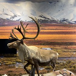 Alaska Public Lands Center - Displays
