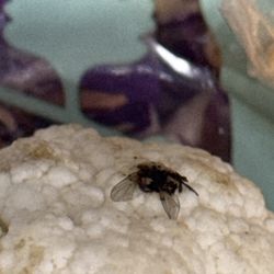 Green Chef - Some type of flying insect smashed on top of my cauliflower.