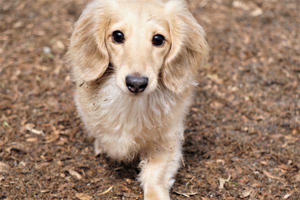 Northwest K-9 Inn and Spa