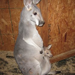 Highwire Deer and Animal Farm - BABY RED KANGAROO BORN TO LILY & WOODY