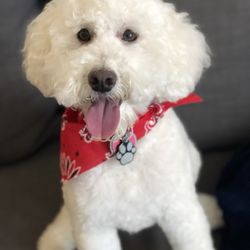 99 dalmatians staten island