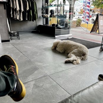 Purpose LA - Arthur the chill shop dog. - Men's Hair Salons Near Me - Burbank, California