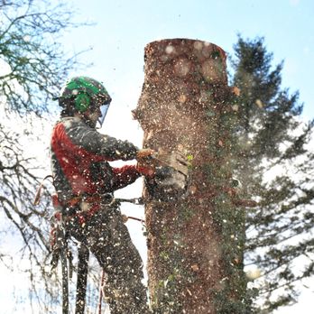 ASR Tree Service - Tree Services Near Me ASR Tree Service - Tree Services Near Me