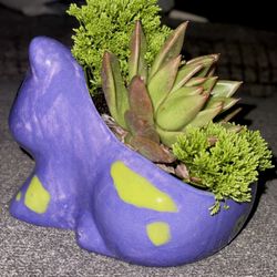 The Mad Platter