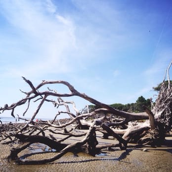 Driftwood Beach - Beaches Near Me - Jekyll Island, Georgia