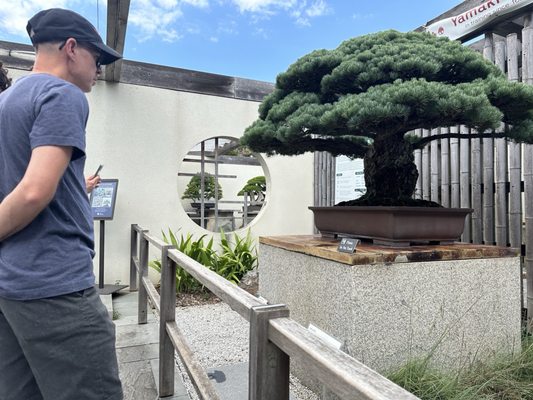 National Bonsai & Penjing Museum by null
