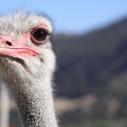 Buellton Visitors Bureau & Chamber of Commerce - Feed the ostriches and emus at Ostrich Land USA!