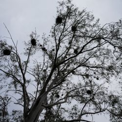 Nests