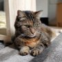 Photo of Ready Pet Go