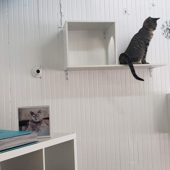The Dancing Cat - Its cat on the shelf! - Pet Adoption Near Me - San Jose, California The Dancing Cat - Its cat on the shelf! - Pet Adoption Near Me - San Jose, California