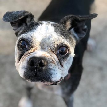 Dog Ranch Naples - Pet Training Near Me Dog Ranch Naples - Pet Training Near Me
