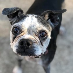 Dog Ranch Naples