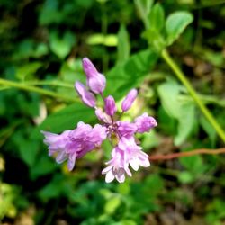 Independence Flat Loop Trail - More wildflowers!