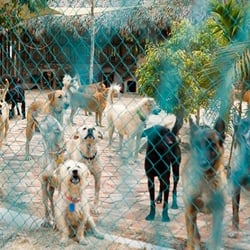 Tierra de Animales - Algunos de los peluditos de Tierra de Animales.