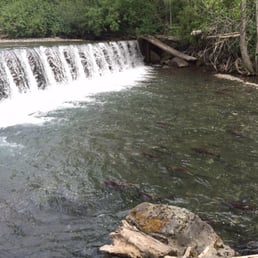 Ship Creek, adjacent to the hatchery, is where they have a salmon ladder to sort fish for egg collection located on public paths Ship Creek, adjacent to the hatchery, is where they have a salmon ladder to sort fish for egg collection located on public paths