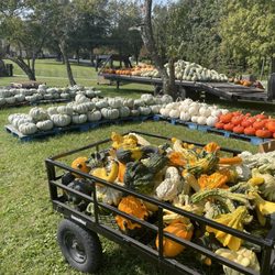 Mink and Walters Pumpkin Patch