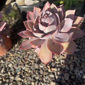 Green Thumb Nursery - Nurseries & Gardening Near Me - San Marcos, California