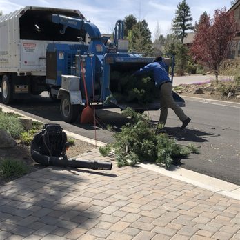 Battle Born Tree Service - There was nothing left to show they'd even been here. - Tree Services Near Me - Carson City, Nevada