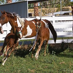 Pursley Ranch