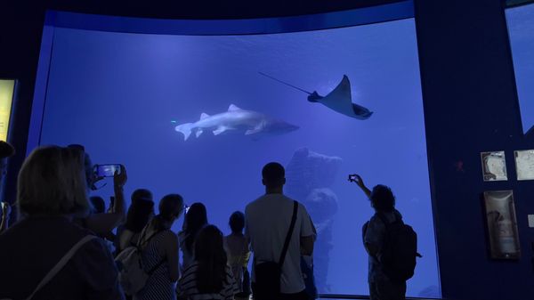 Oceanogràfic València by null