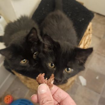 In-N-Out Burger - Pup patties, also known as Scoobie snacks, aren't just for dogs. Our feline babies like them, as well. - Burgers Near Me - Nampa, Idaho