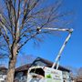 Photo of Marvin Tree and Lawn Service