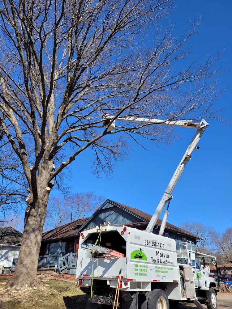 MARVIN TREE AND LAWN SERVICE Updated January 2026 22 Photos Sugar O 