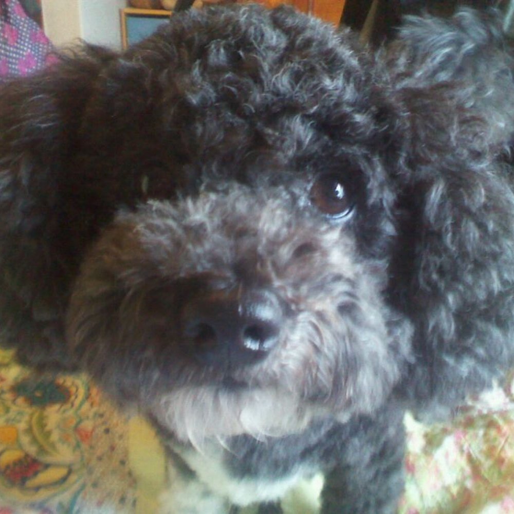 Three Poodles - Saffie loves her hairdo a la Three Poodles - Pet Groomers Near Me - Auckland, AUK