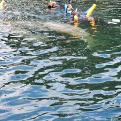 SeaDaddys Adventures - Manatee