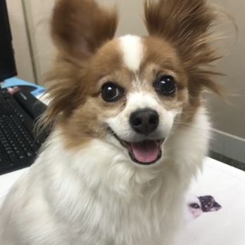 Montecito Pet Hospital - Santa Barbara - My precious pup, Ava, at Montecito Pet Hospital. Thank you Dr. Kirksey for putting a smile back on her face! - Veterinarians Near Me - Santa Barbara, California Montecito Pet Hospital - Santa Barbara - My precious pup, Ava, at Montecito Pet Hospital. Thank you Dr. Kirksey for putting a smile back on her face! - Veterinarians Near Me - Santa Barbara, California