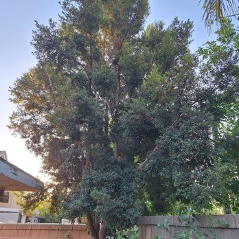 Elenes Tree Service - before 4 - Tree Services Near Me - Rialto, California Elenes Tree Service - before 4 - Tree Services Near Me - Rialto, California