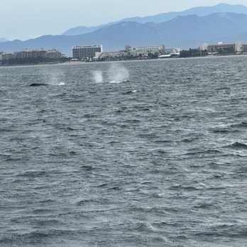 Vallarta Tours - Snorkeling Near Me - Puerto Vallarta, JAL