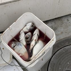 Porgy fishing