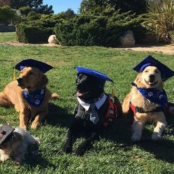 Have you checked out our docuseries "Puppy Prep" on Youtube or Hulu? Here are some of the Puppy Prep Graduates!