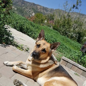 TrueCare for pets - My Girl Lexi, RIP 7/29/2017. - Veterinarians Near Me - Studio City, California TrueCare for pets - My Girl Lexi, RIP 7/29/2017. - Veterinarians Near Me - Studio City, California