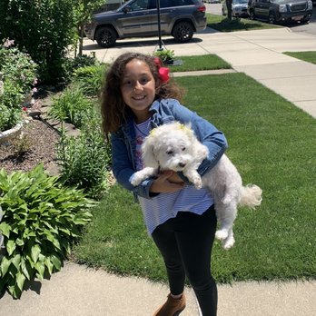 Pom Pom Grooming - My bichon after her visit. - Pet Groomers Near Me - Lyons, Illinois
