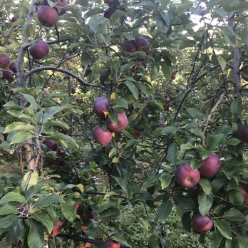 Barden Orchards - Look at all those apples!  I'm a big fan of the macoun, yum! - Farmers Market Near Me - North Scituate, Rhode Island