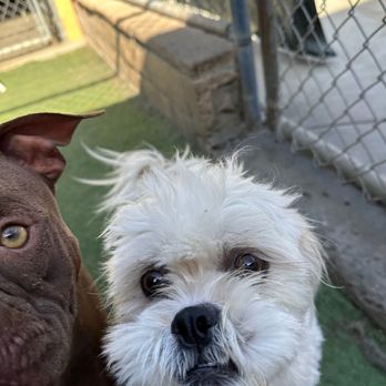 Staycation For Dogs - Pet Groomers Near Me - Vista, California