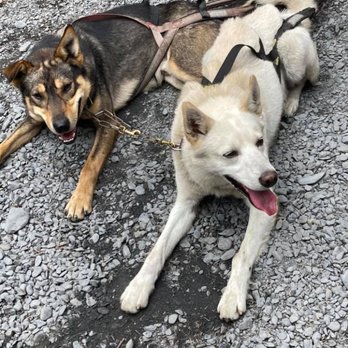 Seavey's IdidaRide Dog Sled Tours - Tours Near Me - Seward, Alaska Seavey's IdidaRide Dog Sled Tours - Tours Near Me - Seward, Alaska