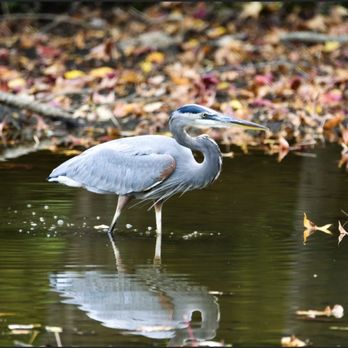 The Bog Garden - The Mighty Blue Heron on the prowl. - Parks Near Me - Greensboro, North Carolina