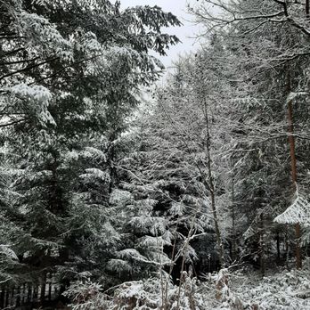 Königstein - Schneebedeckte Baueme / Trees and snow - Landmarks & Historical Buildings Near Me