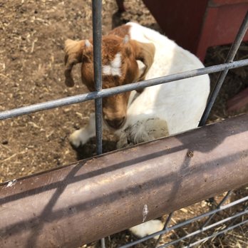 Preston Trail Farms Cafe - a baby goat in a pen - Cafes Near Me - Gunter, Texas Preston Trail Farms Cafe - a baby goat in a pen - Cafes Near Me - Gunter, Texas