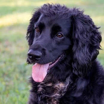 Four Pawtraits - Pet Photography Near Me Four Pawtraits - Pet Photography Near Me
