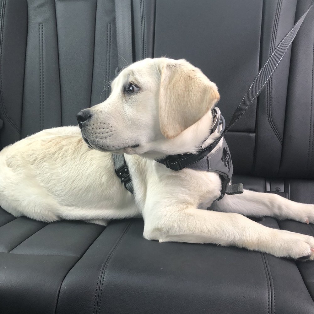 our puppy