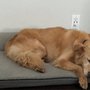 Photo of A Dog's Life Pet Care