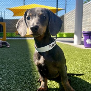PetSuites Fulshear - Pet Training Near Me - Fulshear, Texas PetSuites Fulshear - Pet Training Near Me - Fulshear, Texas