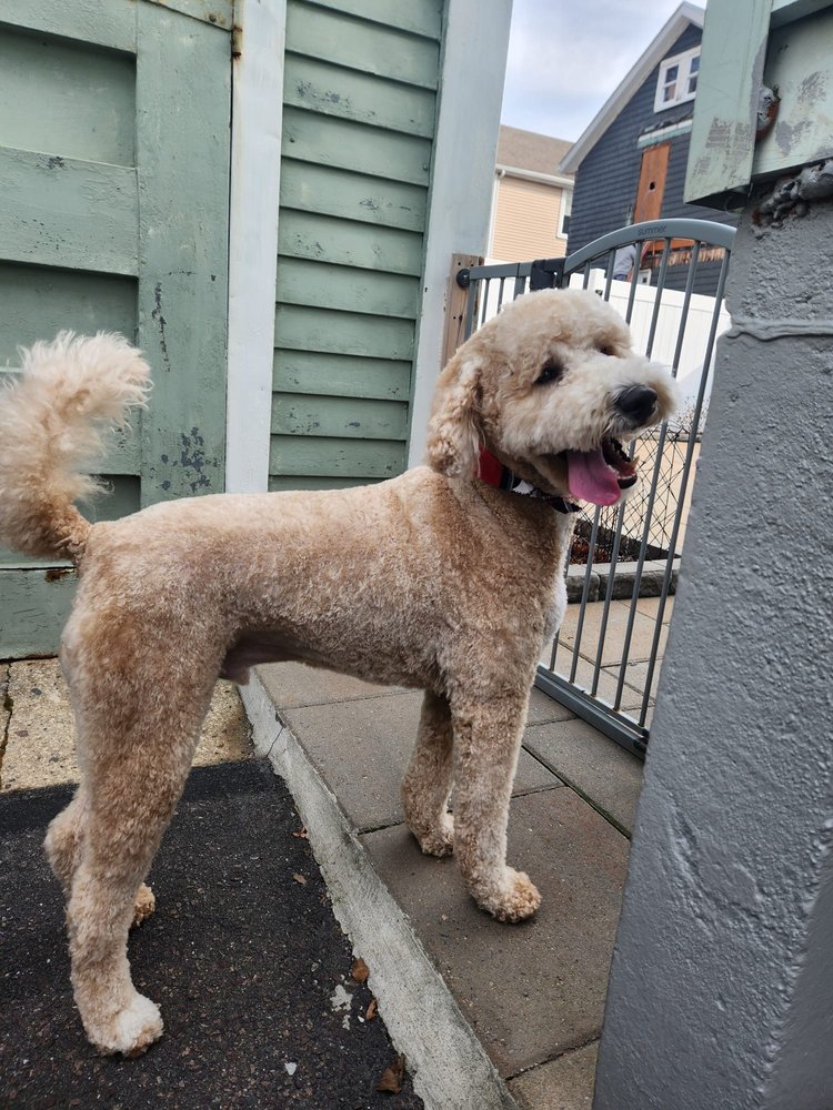 FOUR PAWS GROOMING Updated August 2024 24 Photos 79 Bucknam St, Everett, Massachusetts