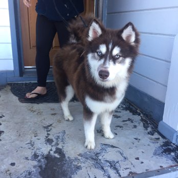 Affordable Pet Care Services Mobile - Pet Sitting Near Me Affordable Pet Care Services Mobile - Pet Sitting Near Me