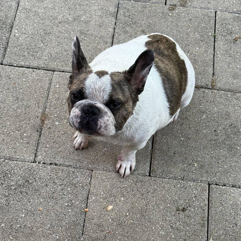 Three Dog Bakery - I took a bath for this treat!!! - Pet Stores Near Me - Fort Worth, Texas Three Dog Bakery - I took a bath for this treat!!! - Pet Stores Near Me - Fort Worth, Texas