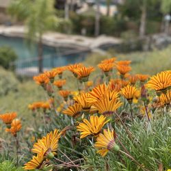 Pico Canyon Park